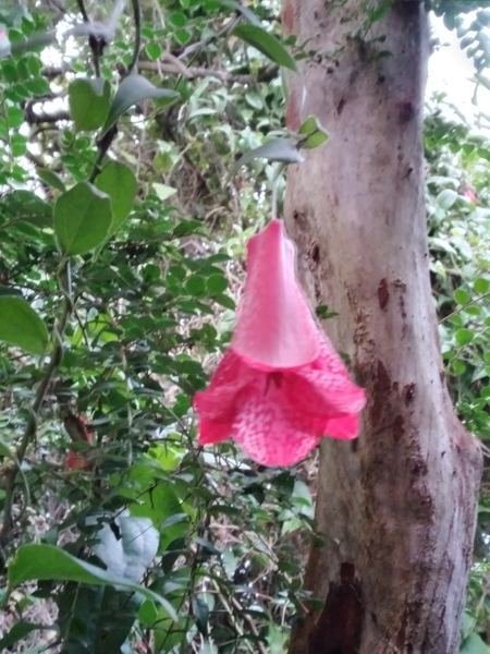 Copihue floreciendo en el bosque nativo de Lican Ray